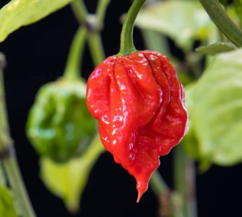 Hot Pepper – Carolina Reaper