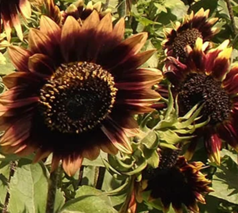 Sunflower – Crimson Velvet