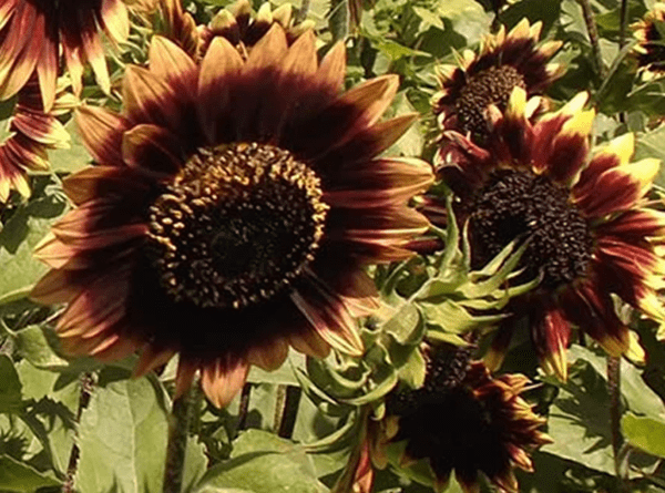 crimson velvet sunflower