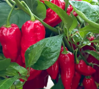 Hot Pepper – Naga Morich