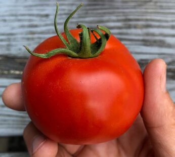 Tomato - Roma VF seeds - Heirloom Seeds Canada