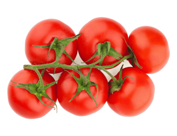 scotia tomato