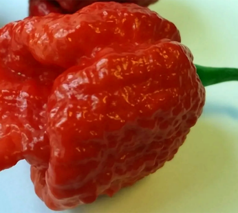 Hot Pepper – Trinidad Scorpion