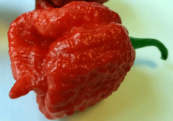 trinidad scorpion hot pepper