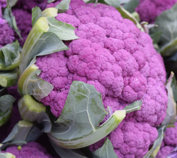 Cauliflower – Violet Star F1