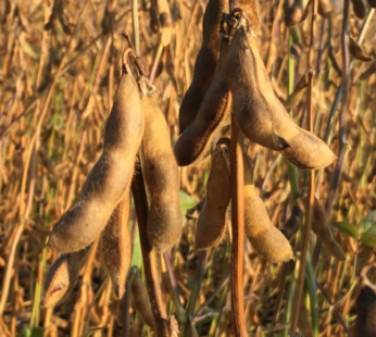Soybean – Manitoba Brown (edamame)