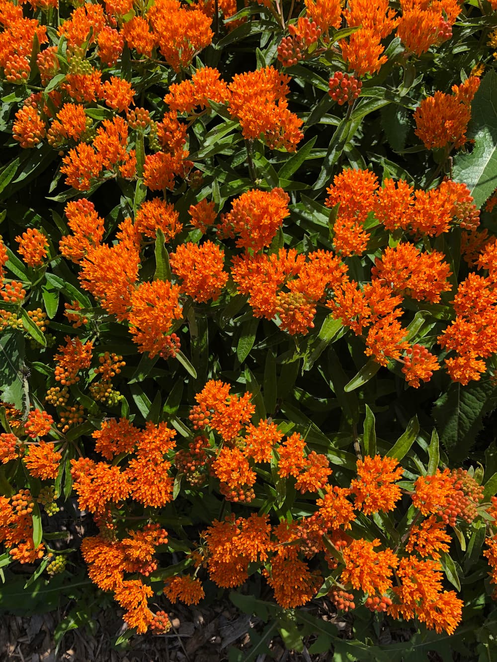butterfly milkweed asclepias