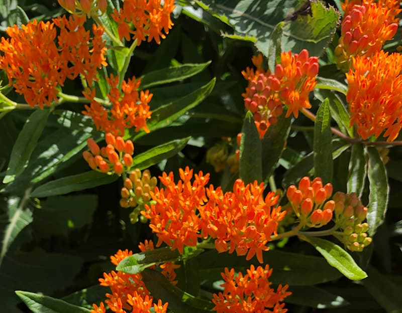 butterfly milkweed asclepias