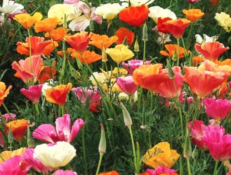 California Poppy - Mission Bells seeds - Heirloom Seeds Canada