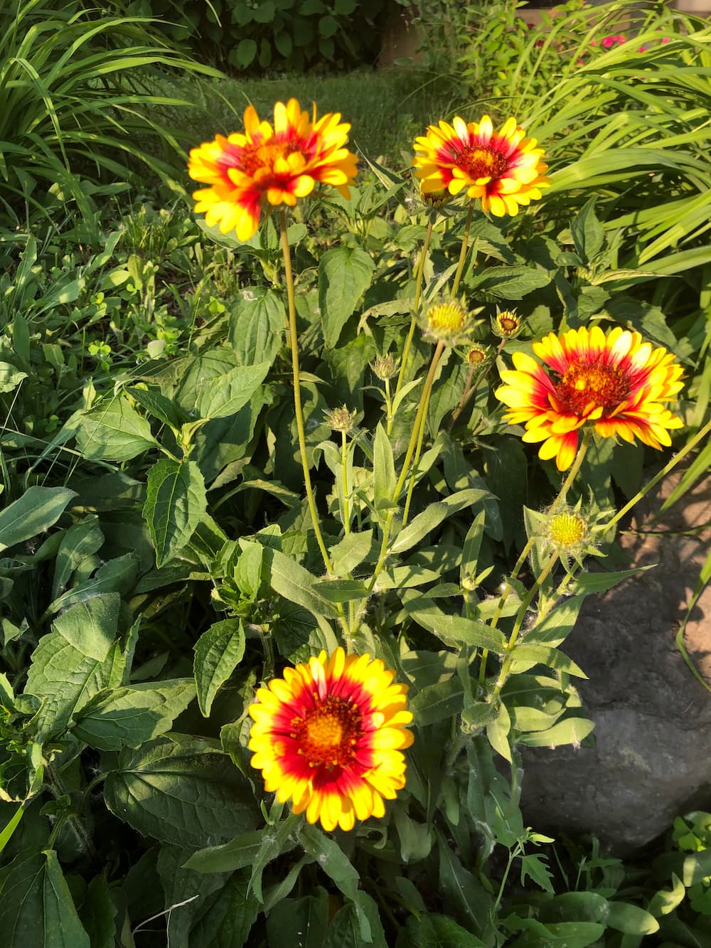 Gaillardia - Blanket Flower seeds - Heirloom Seeds Canada