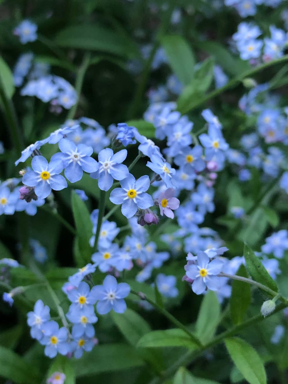 Myosotis - Forget Me Not seeds - Heirloom Seeds Canada