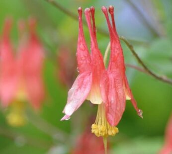 Wild Columbine