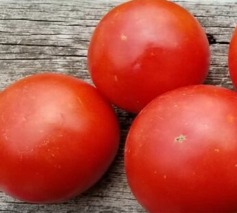 Determinate tomato : Seeds - Heirloom Seeds Canada