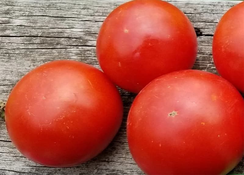 Tomato - Heinz 1439 seeds - Heirloom Seeds Canada