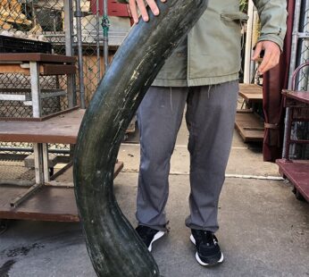 Squash – Lunga di Napoli