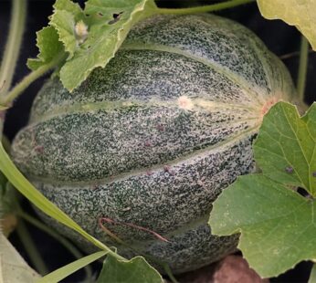 Melon – Montreal Market Muskmelon