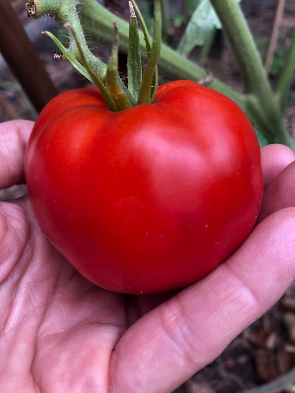 Tomato - Montreal Tasty seeds - Heirloom Seeds Canada