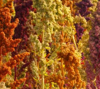 Quinoa – Rainbow