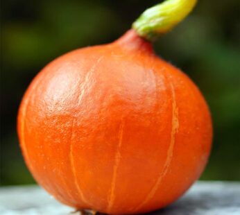 Squash – Uchiki Kuri