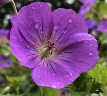 Wild Geranium