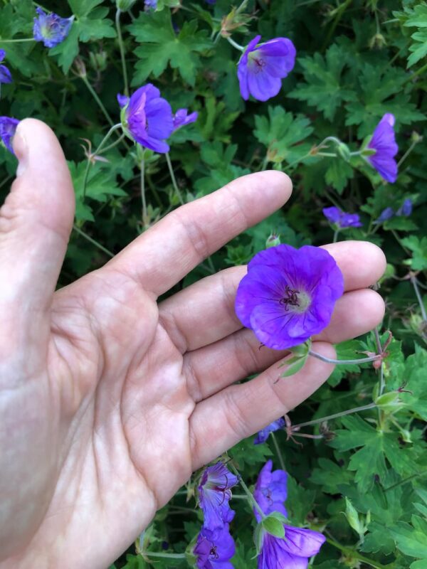 Wild Geranium seeds - Heirloom Seeds Canada