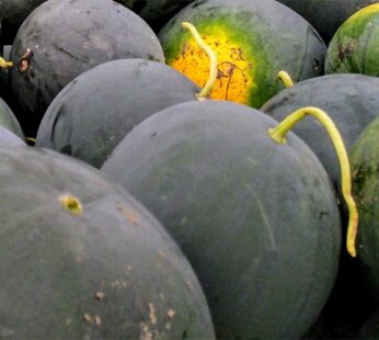 Melon – Blacktail Mountain watermelon