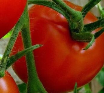 catnip plant seeds Bulk Catnip Seeds main image 0