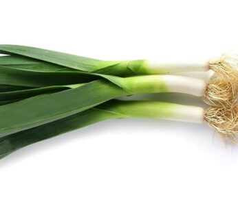 Leek – Large Musselburgh