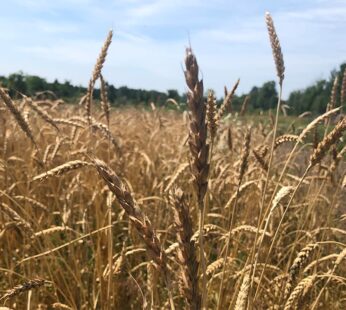 Wheat – Red Fife
