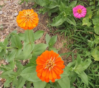 Zinnia – Jim Baggett’s Choice Mix