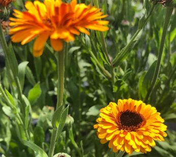 Calendula – Mayaan
