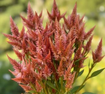 Celosia – Celway Terracotta