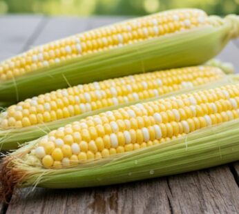 Corn – Double Standard bicolor