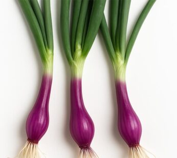 Onion – Crimson Forest red