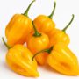 hot pepper habanero bombe jaune
