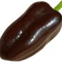 hot pepper mulato isleno