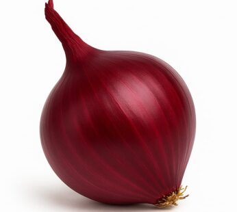 Onion – Red Globe