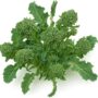 sprouting broccoli riccio di sarno
