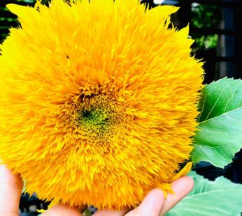 Sunflower – Teddy Bear