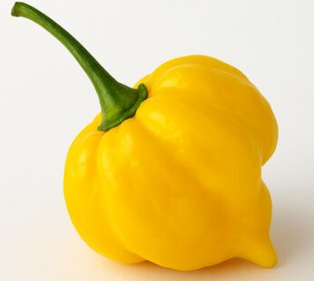 Hot pepper – Scotch Bonnet Yellow